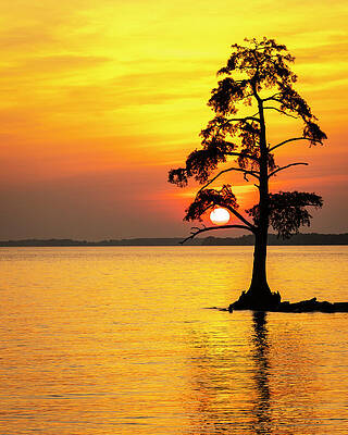 Sunset Photograph - Sun Catcher by David Fountain