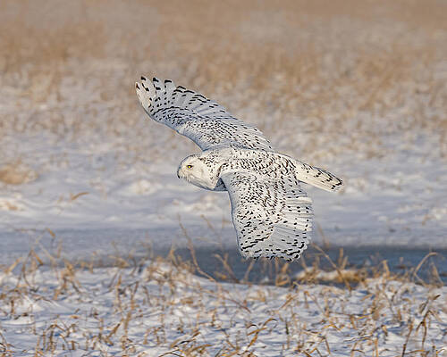 Country Wall Art featuring the photograph Sun Kissed Wingtips by James Overesch