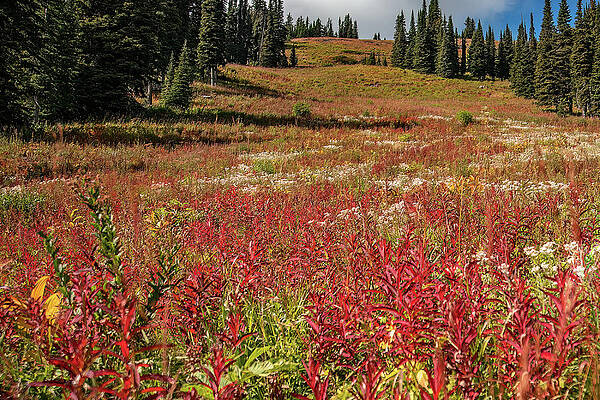 Wall Art featuring the photograph Sun Peaks Wildflowers by Michael DeGrenier