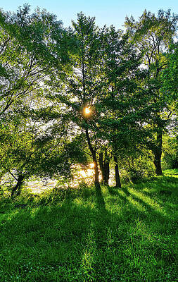Photograph - Sun Shining Through Trees On The Bank Of A River At Sunset - Photo by Nicko Prints