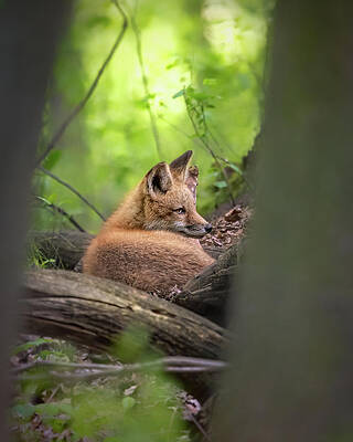 Country Wall Art featuring the photograph Sun Valley by James Overesch