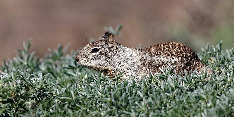 Marine Wall Art featuring the photograph Sunbathing - California Ground Squirrel by KJ Swan