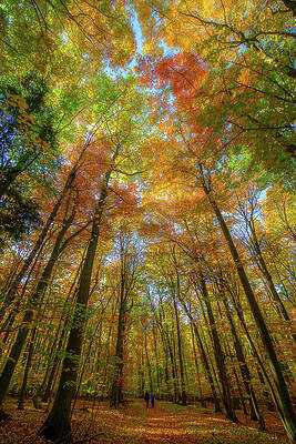 Michigan Wall Art featuring the photograph Sunbeam Illuminating An Autumn Canopy by Owen Weber