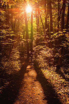 Tree Photograph - Sunbound by Rich Kovach