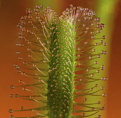 Abstract Photograph - Sundew Detail by Jean Noren