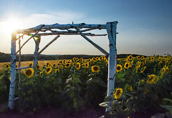 Wall Art featuring the photograph Sunflower Arch by Gary Wightman