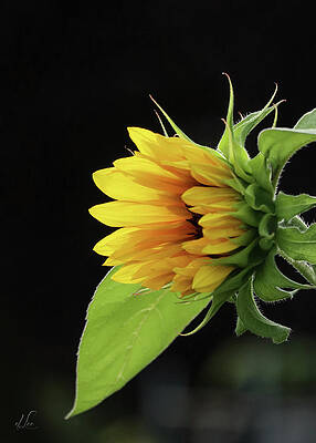 Green Photograph - Sunflower Awakening by D Lee