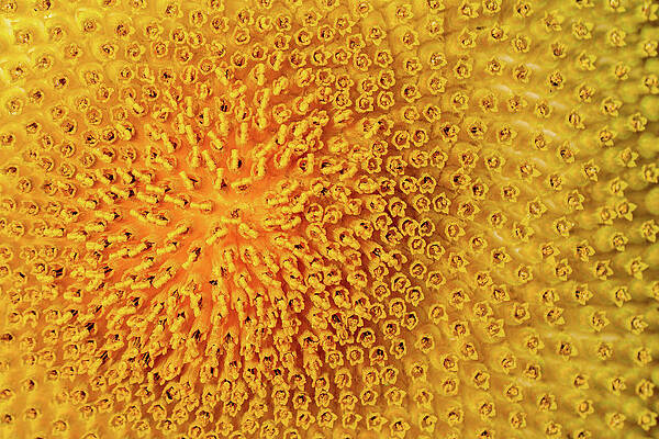 Abstract Photograph - Sunflower Closeup by Jean Noren