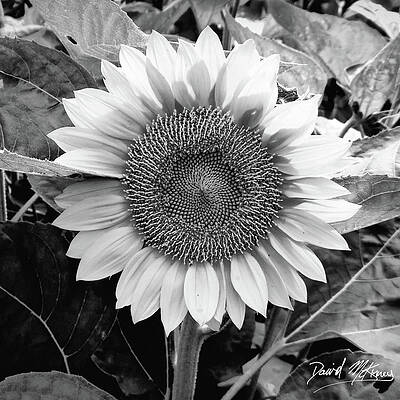 Photograph - Sunflower by David McKinney