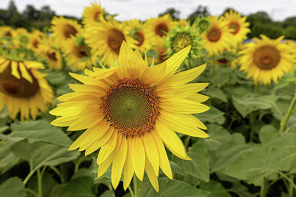 Sunflower Field in Bloom Photograph