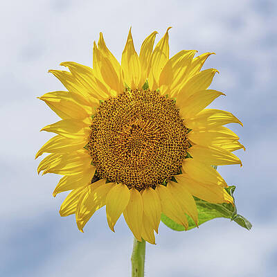 Cloud Wall Art featuring the photograph Sunflower Salutations by Donna Twiford