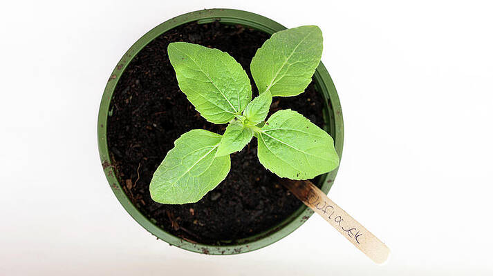 Organic Photograph - Sunflower Growing Top Down by Scott Lyons
