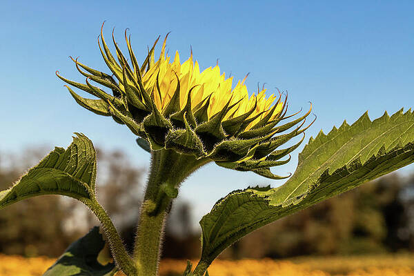 Yellow Wall Art featuring the photograph Sunflower Head by Elvira Peretsman