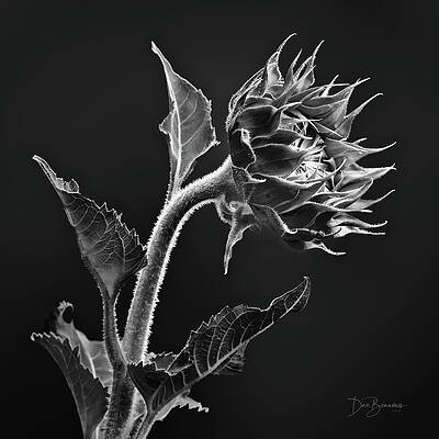 Nature Photograph - Sunflower In Monochrome #1047 by Dan Beauvais