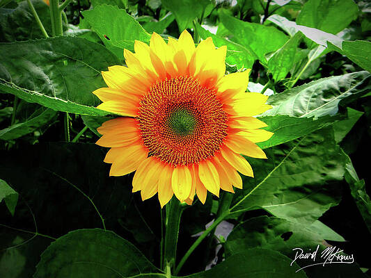 Wall Art featuring the photograph Sunflower In The Garden by David McKinney