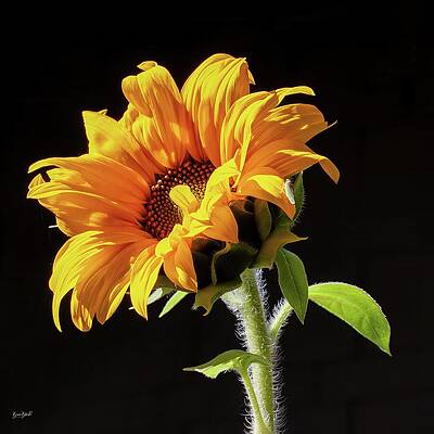 Vibrant Sunflower Against Dark Background Photograph