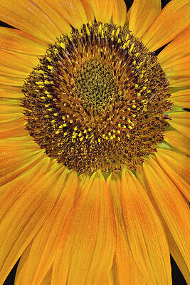 Flower Photograph - Sunflower Petals by Susan Candelario