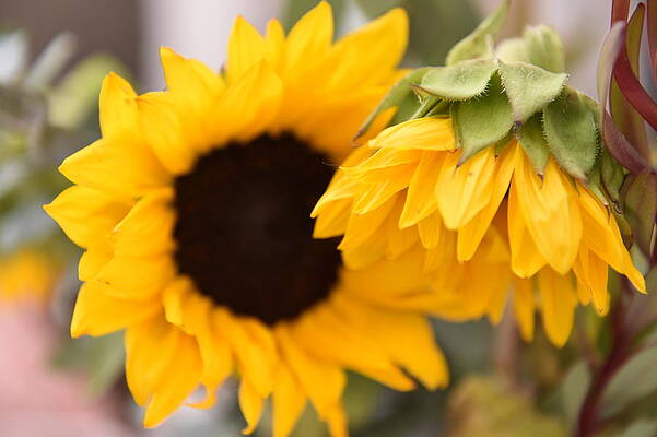 Flower Wall Art featuring the photograph Sunflower Repose by Bonnie Colgan