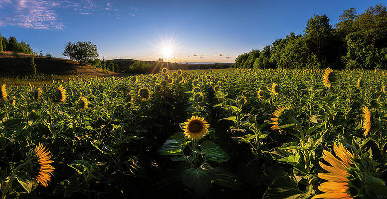 Panoramic Wall Art featuring the photograph Sunflower Salutations by Owen Weber