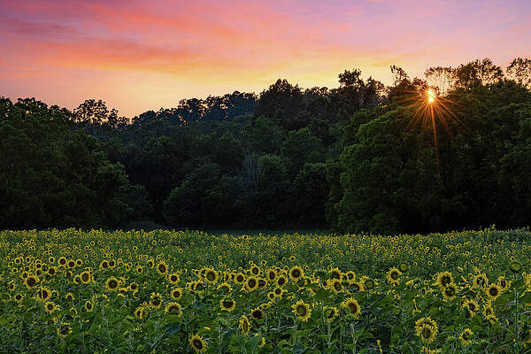 Background Photograph - Sunflower Sunset by Gina Fitzhugh