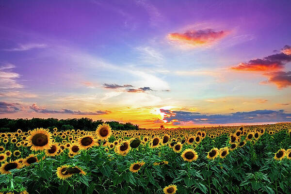 Wall Art featuring the photograph Sunflower Sunset II by KC Hulsman