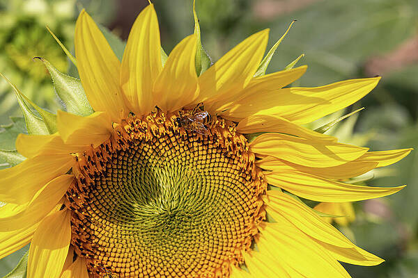 Sunflower with a Bee Wall Art