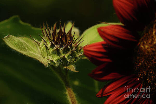 Wall Art featuring the photograph Sunflowers - A Blooming Friendship by Dodie Ross