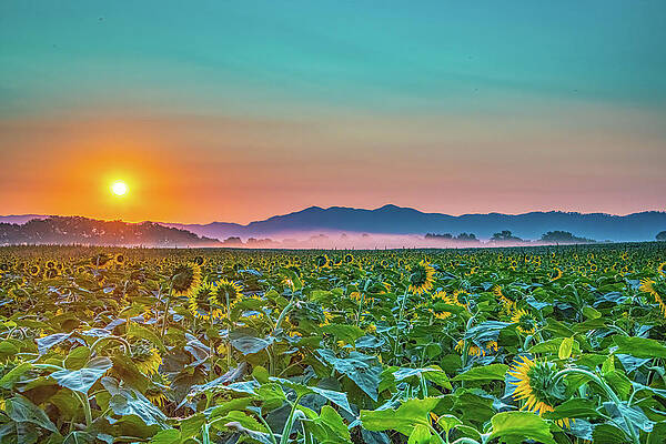 Tennessee Wall Art featuring the photograph Sunflowers And Mountains by Douglas Wielfaert