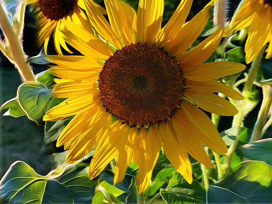 Wall Art featuring the photograph Sunflowers by Carol Whaley Addassi