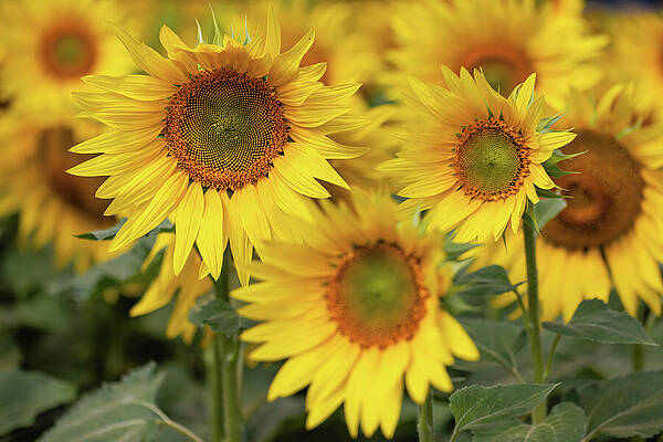 Sunflowers in Full Bloom Wall Art