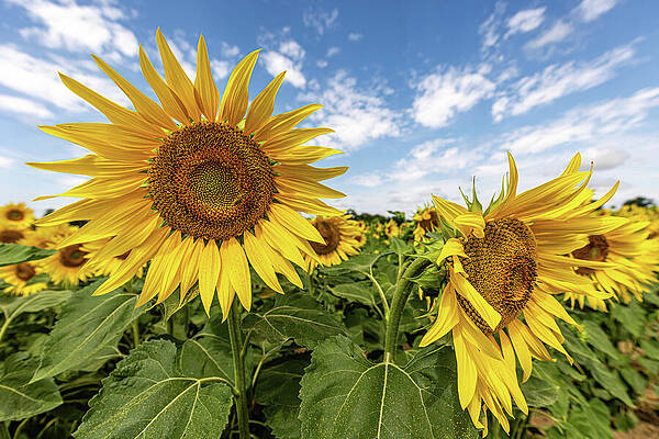 Sunflowers Under Clear Blue Sky Photograph
