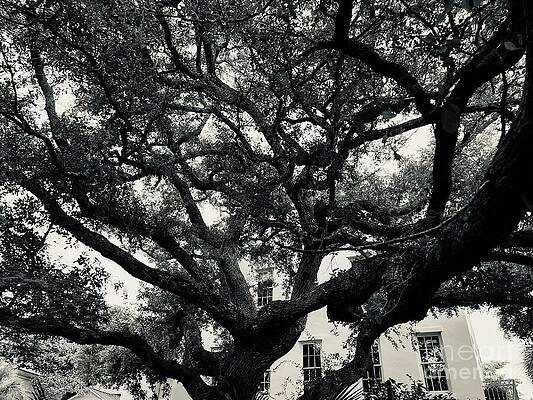 Tree Wall Art featuring the photograph Sunlight Through The Foliage by La Dolce Vita