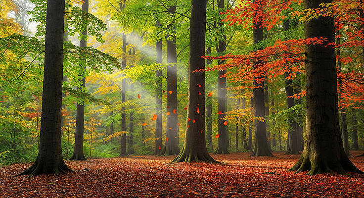 Nature Wall Art featuring the ai art Sunlit Autumn Forest Serenity by The Luxury Art Collection