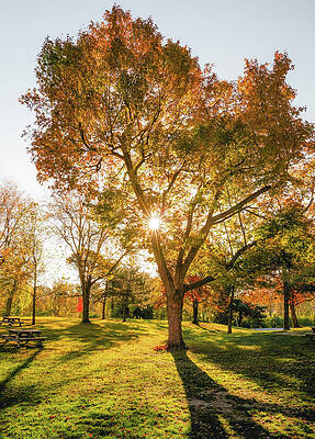 Sunlit Autumn Tree in Park Wall Art