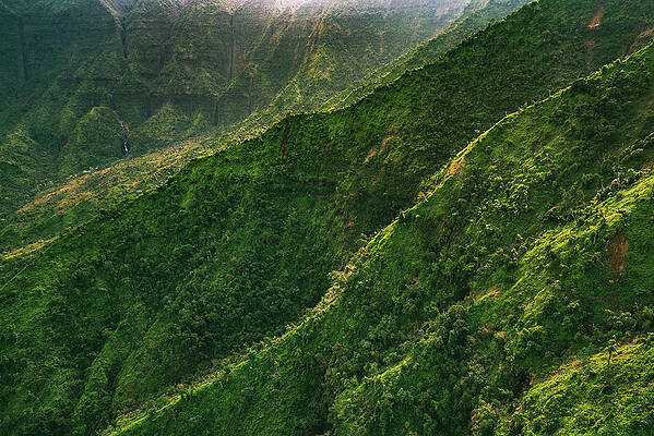 Paradise Photograph - Sunlit Jungle - Kauai, Hawaii by Abbie Warnock