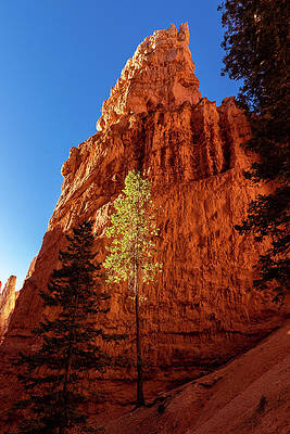 Rock Wall Art featuring the photograph Sunlit Pine Against Sandstone Cliff by Craig A Walker