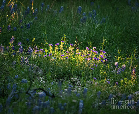 Texas Wall Art featuring the photograph Sunlit Texas Wildflowers by Ron Long Ltd Photography