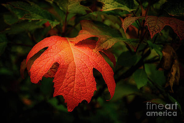 Vibrant Autumn Leaf Wall Art