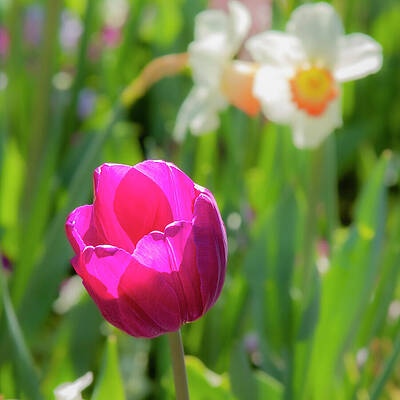 Nature Wall Art featuring the photograph Sunlit Tulip by David Fountain