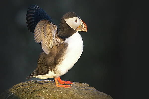Puffin Photograph - Sunlit Wings by Christopher Mathews