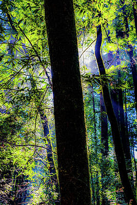 California Wall Art featuring the photograph Sunlit Woods Felton California by Tommy Farnsworth