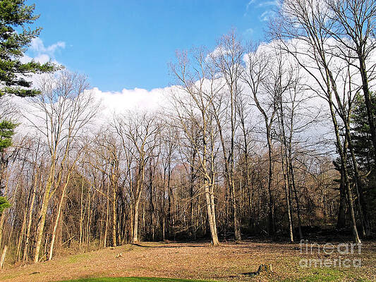 Tree Wall Art featuring the photograph Sunning Trees by Onedayoneimage Photography