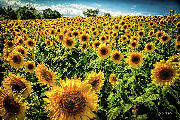 Sunny Day by Jim Carlen