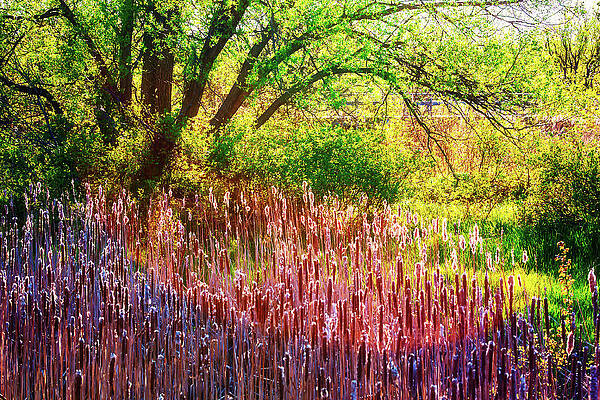 Vibrant Photograph - Sunny Morning In The Park by Tatiana Travelways