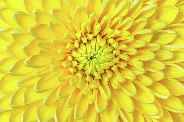 Yellow Wall Art featuring the photograph Sunny Side Up by Elvira Peretsman