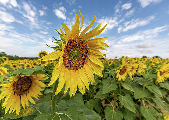 Sunflowers Under a Blue Sky Photograph