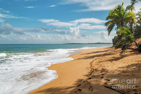 Sunny Tropical Loiza Beach with Palms by Beachtown Views