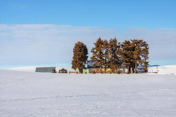 Winter Wall Art featuring the photograph Sunny Winter Day by Tatiana Travelways