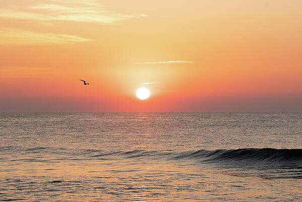 Summer Wall Art featuring the photograph Sunrise Bird In Flight by Matthew DeGrushe