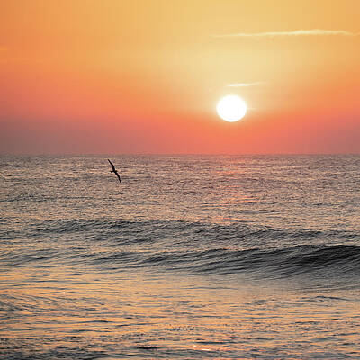 Summer Wall Art featuring the photograph Sunrise Bird Over The Ocean by Matthew DeGrushe